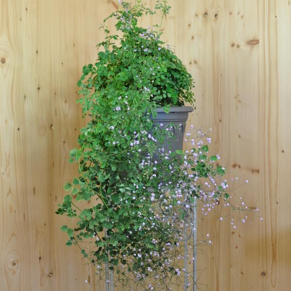 Image du produit Säntispracht Le Thalictrum delavayi 'Splendide' est une plante de grande taille. (120 cm)