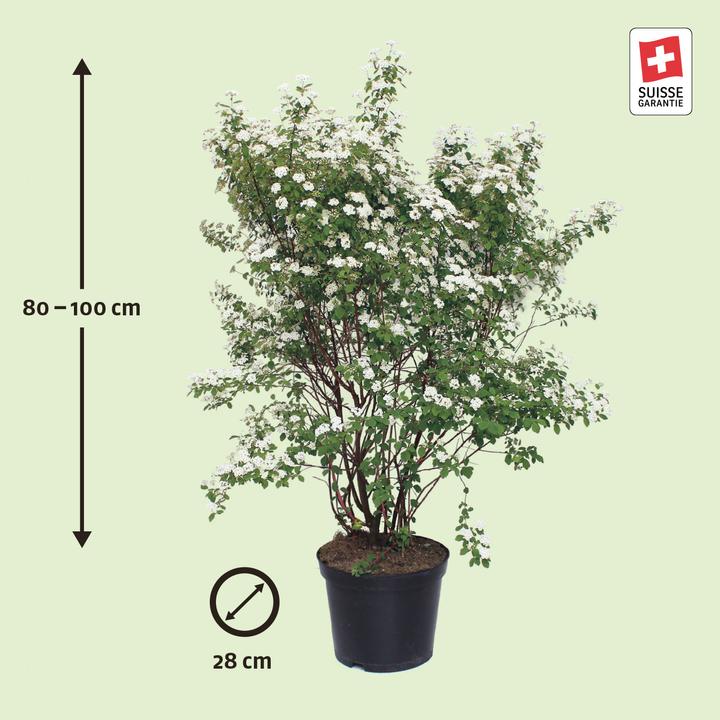 Produktbild Zulauf Pracht-Spiere / Spiraea vanhouttei (100 cm)
