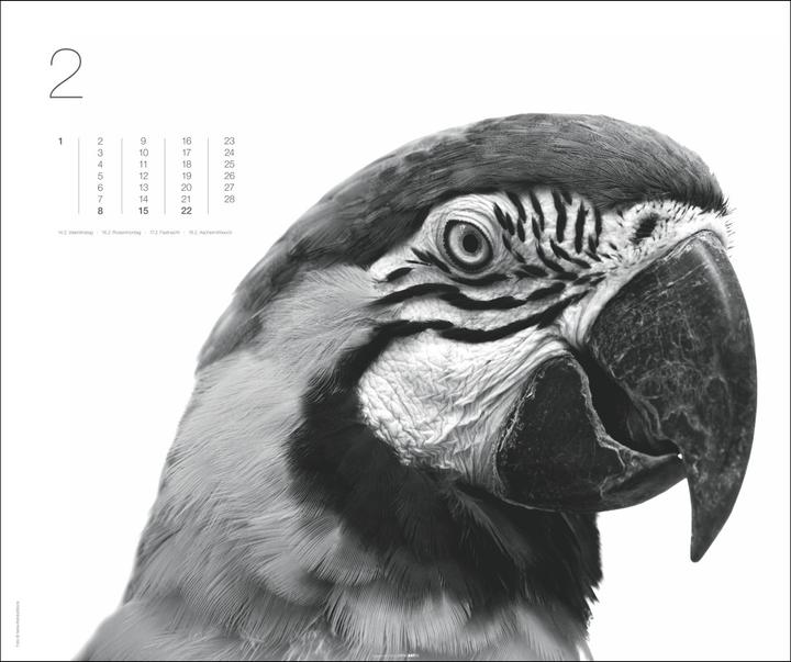 Produktbild Black & White Animals 2026 (55 x 46 cm, Harter Einband, Deutsch)