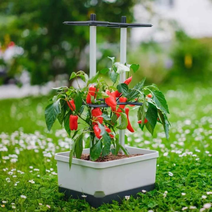 Productafbeelding Gusta Garden Charly Chili (35 cm)