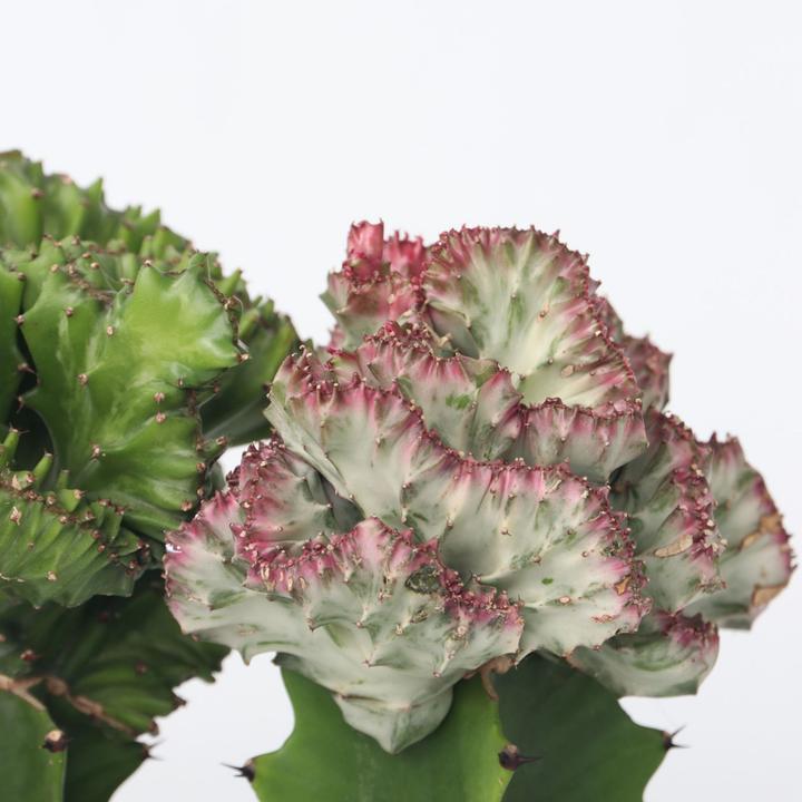 Produktbild Plant in a Box Euphorbia Lactea Cristata, Euphorbia Lactea Frankii - 2er Mischung Sukkulenten (25 cm)