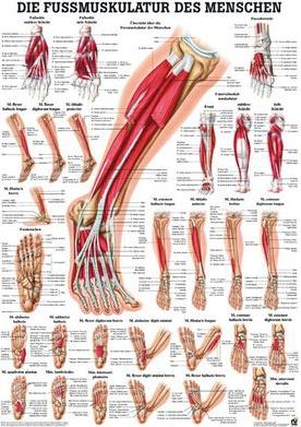 Actual product image Ruediger Foot muscles (50 x 70 cm)