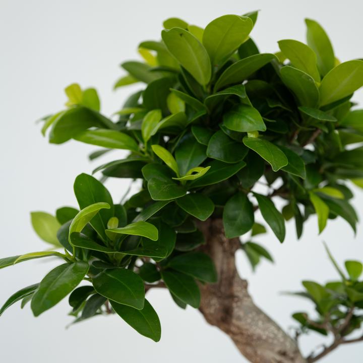 Immagine prodotto Plant in a Box Ficus microcarpa Ginseng - Bonsai a forma di S (65 cm)
