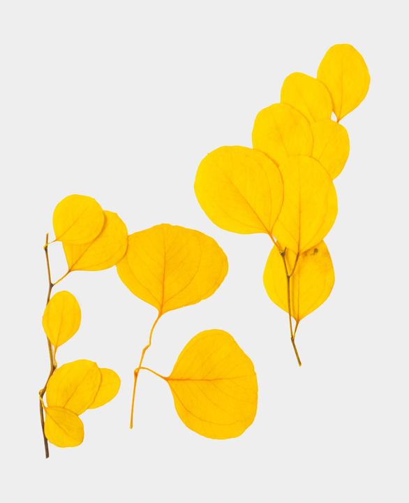 Immagine prodotto I Am Creative Fiori secchi Eucalipto (Fiori secchi)