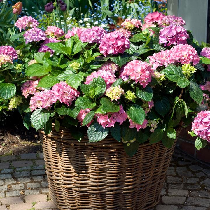 Actual product image Plant in a Box Hydrangea macrophylla 'Early Pink' - Set of 6 hydrangeas (25 cm)