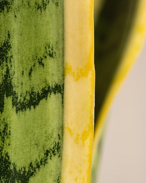 Produktbild feey Grosse Schwiegermutterzunge (85 cm, Frisch umgetopft)