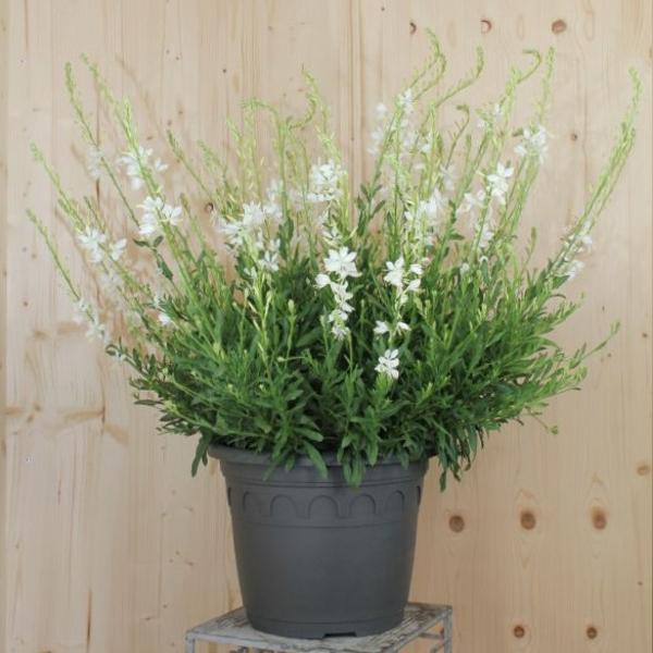 Produktbild Säntispracht Prachtkerze - Gaura lindheimeri 'Weiss' (50 cm)