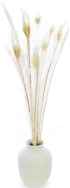 Soli Collection Fiori secchi Piume di pavone 90 cm, Bianco (Fiori secchi)