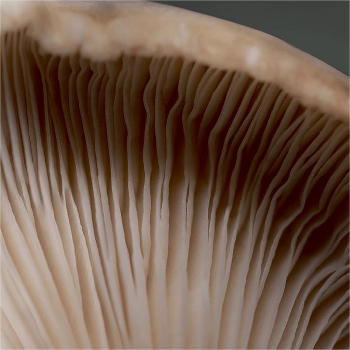 Actual product image Babor CleanFormance Stress Defence Mushroom Cream Cream (50 ml, 24h cream)
