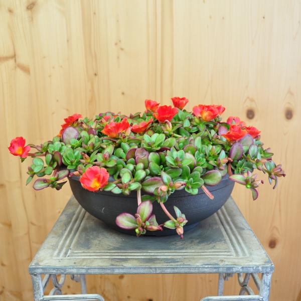 Produktbild Säntispracht Portulak (5 cm)