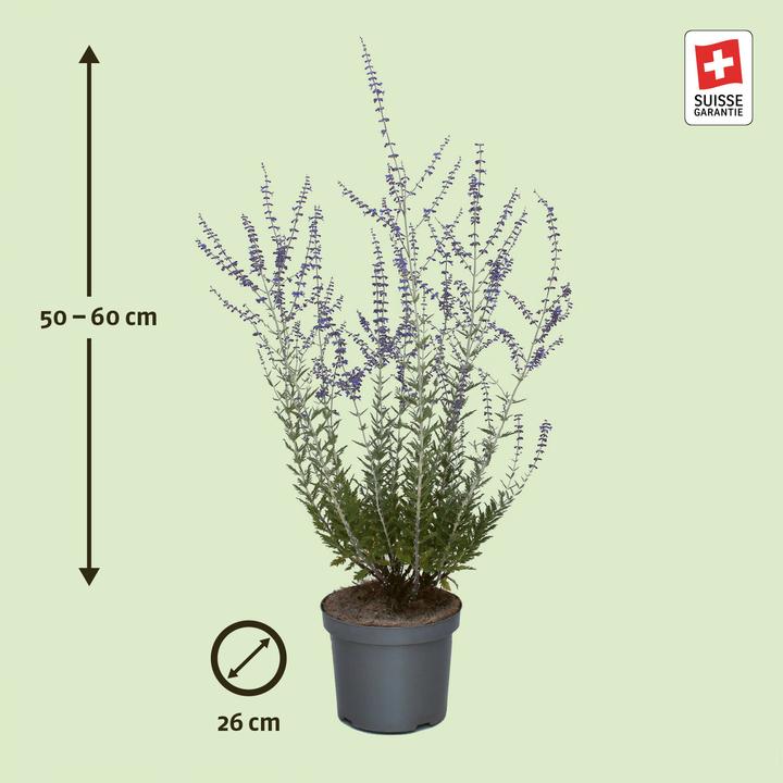 Produktbild Zulauf Blauraute / Perovskia 'Blue Spire' (40 cm)