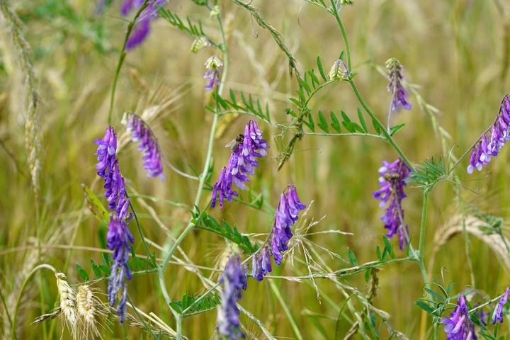 Produktbild Zollinger Bio Gründüngung - Winterpause (Blumensamen)