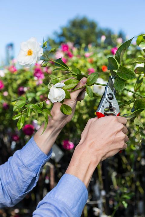 Produktbild Felco Gartenschere 14
