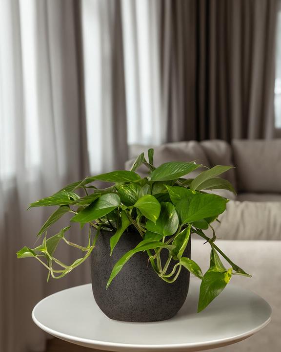 Actual product image feey Grosse Efeutute (70 cm, Freshly repotted)