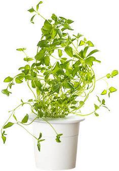 Actual product image Click and Grow Oregano (Herb seeds)