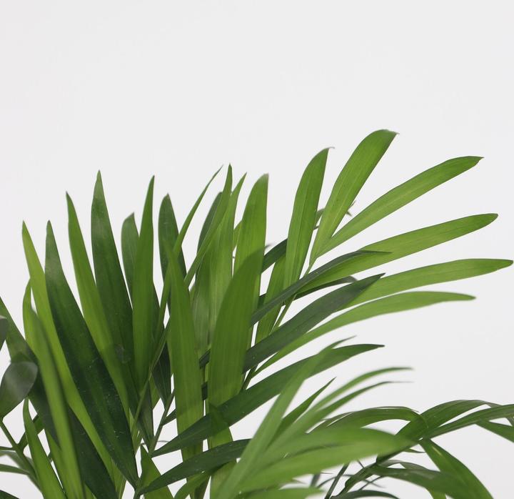 Produktbild Plant in a Box Areca, Chamaedorea - 2er Mischung (40 cm)