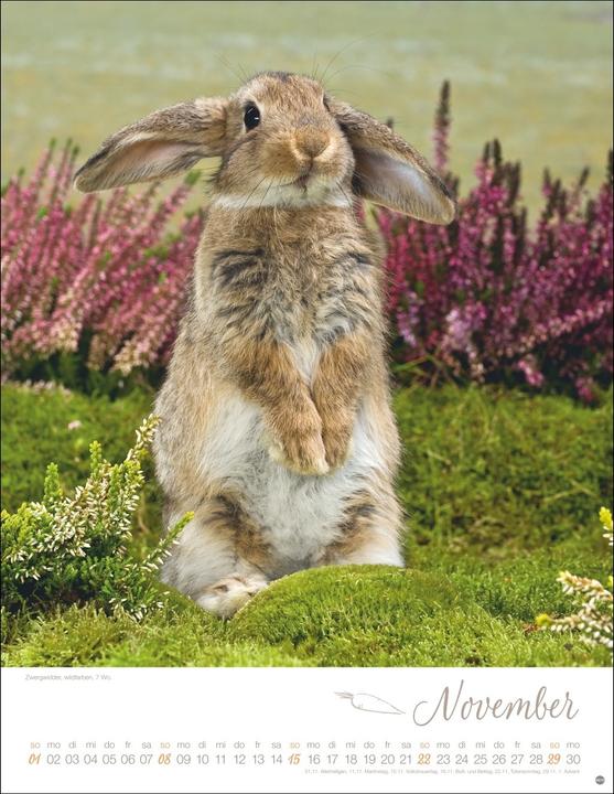 Image du produit Kaninchenkinder Posterkalender 2026 (34 x 44 cm, Couverture rigide, Allemand)