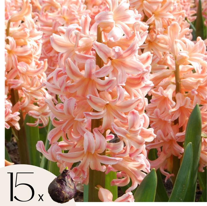 Produktbild Plant in a Box Hyacinthus Gipsy Queen - 15er-Set Hyazinthenzwiebeln (30 cm)