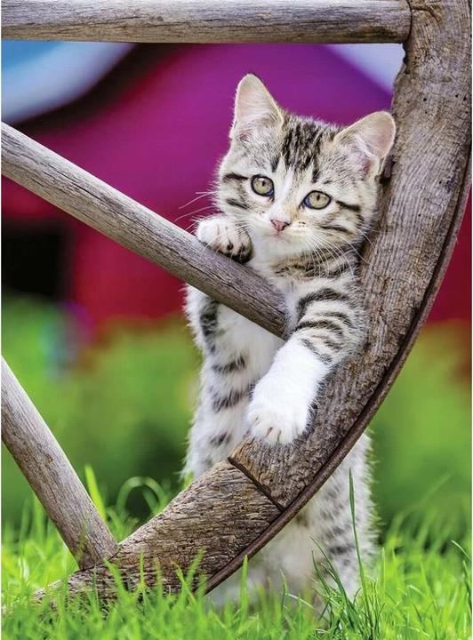 Actual product image Ravensburger Puzzle Cats 2 x 500 pieces (500 pieces)