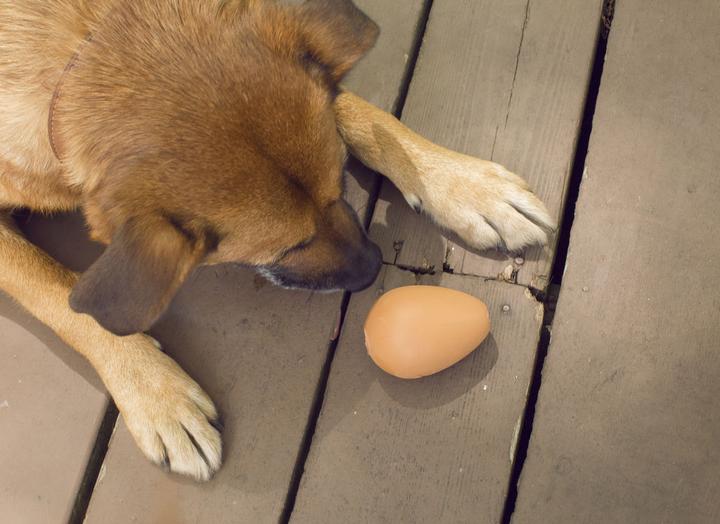 Produktbild Kikkerland Bouncy Egg Treat Ball (Ballspielzeug Hund)