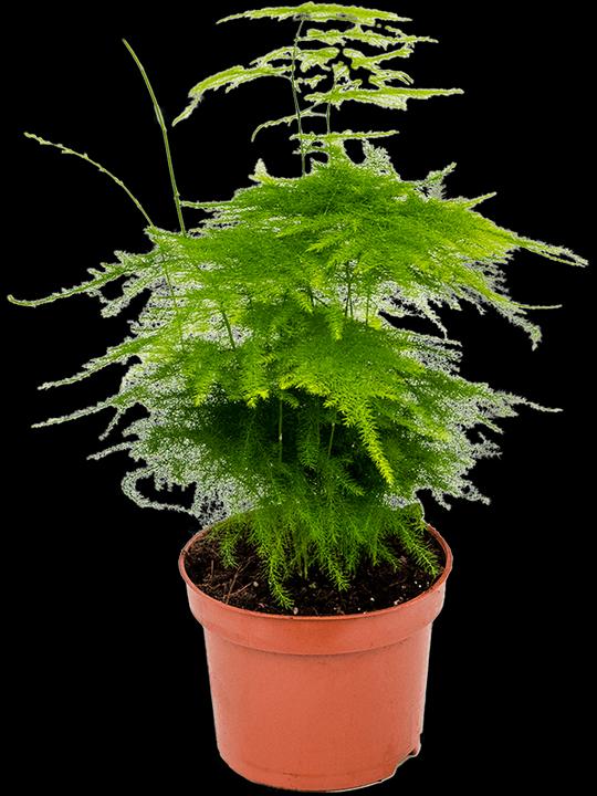 Produktbild Mahaloplants Zierspargel (35 cm, Frisch umgetopft)