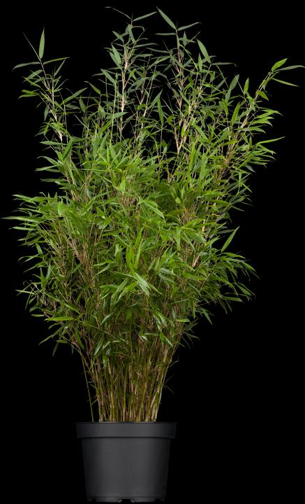 Fargesia di bambù (80 cm)