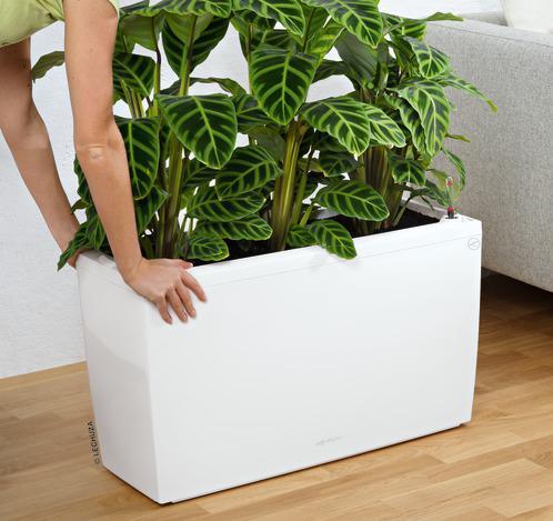 Actual product image Lechuza Cararo (30 cm)