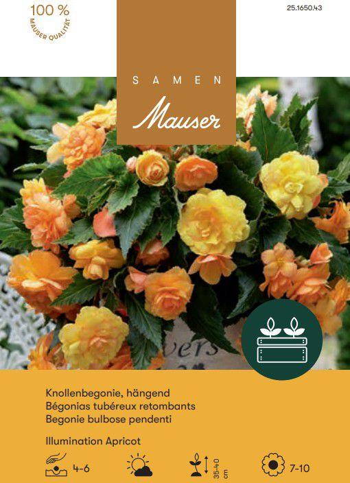 Produktbild Samen Mauser Begonie Illumination Apricot (Blumenzwiebel)