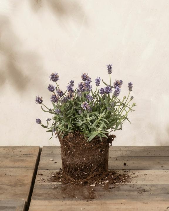 feey Lavendel (20 cm, Tierfreundlich)