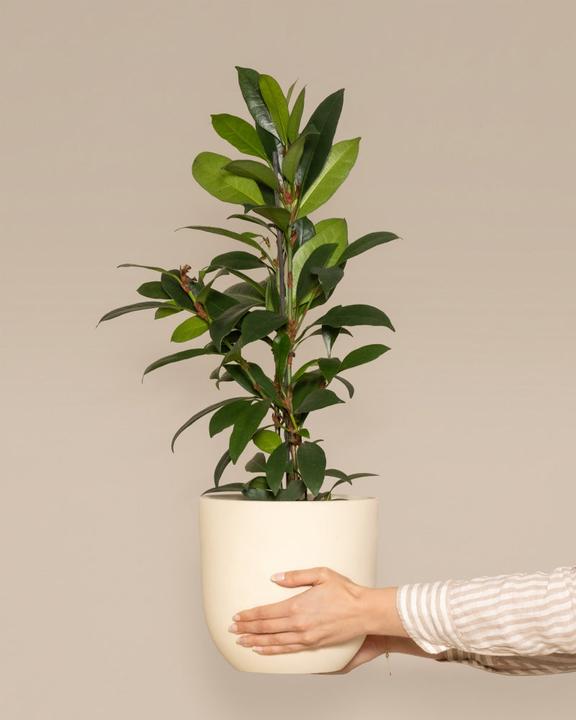 Produktbild feey Afrikanischer Feigenbaum (75 cm, Frisch umgetopft)