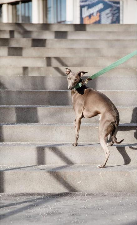 Produktbild Kentucky Dogwear Hundeleine Jacquard (140, Hund, Allgemein)