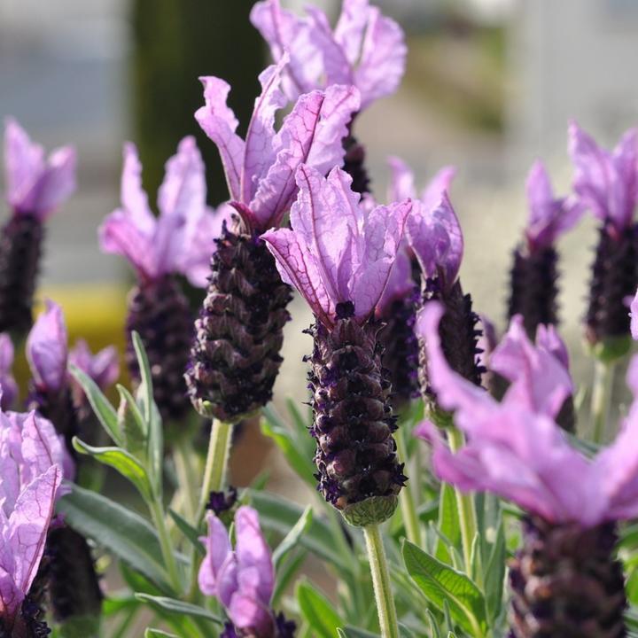 Produktbild Plant in a Box Lavandula stoechas 'Anouk' - Lavendelbaum (25 cm)
