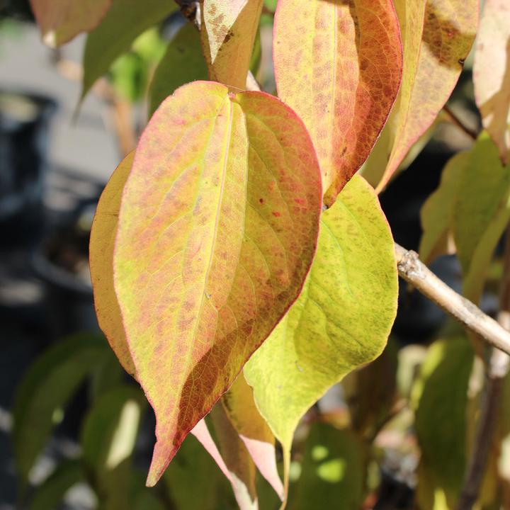 Produktbild Zulauf Sieben-Söhne-des-Himmels-Strauch / Heptacodium miconioides (80 cm)