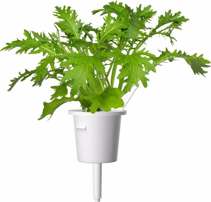 Image du produit Click and Grow moutarde en feuilles (Graines d'herbes aromatiques)