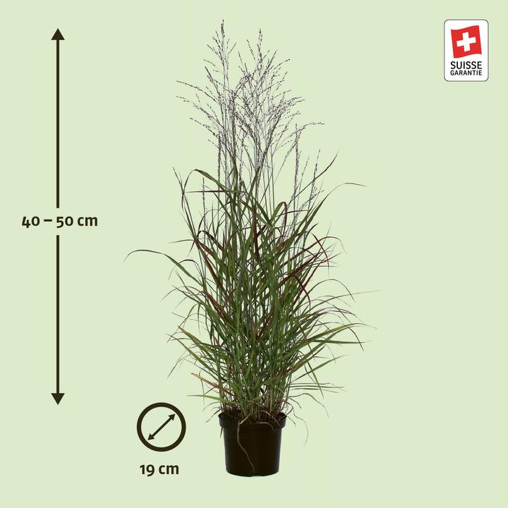 Produktbild Zulauf Rutenhirse / Panicum virgatum 'Rotstrahlbusch' (30 cm)