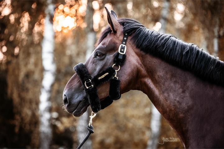 Produktbild Kentucky Horsewear Halfter Lammfell