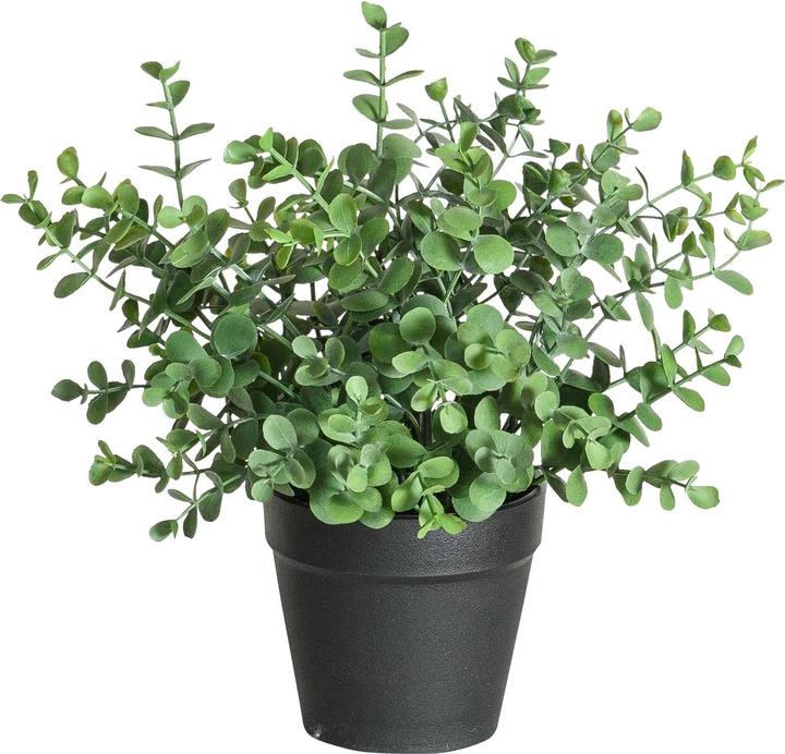 Botanic-Haus Eukalyptus (21 cm)