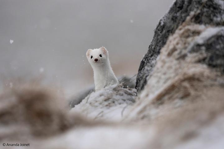 Actual product image Sony FE 400-800mm F6.3-8 G OSS (Sony E, full size)