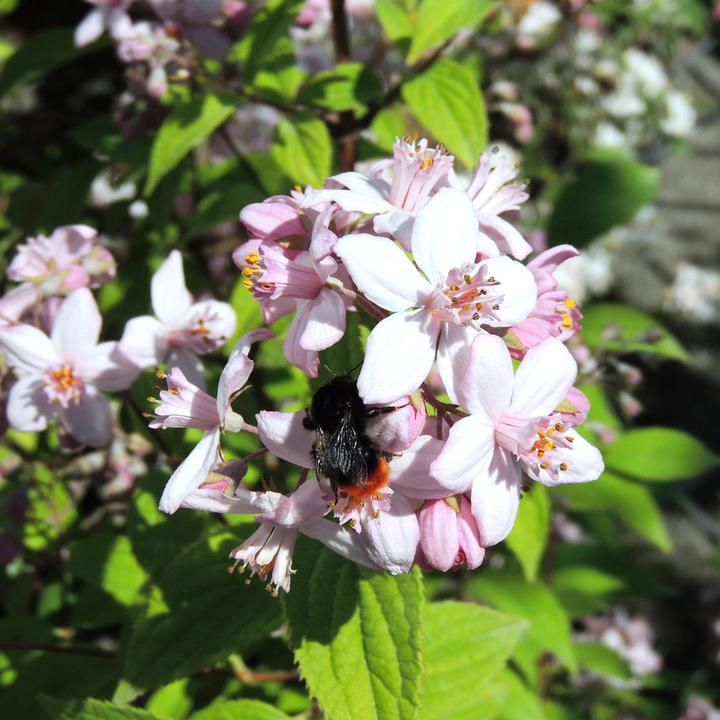 Actual product image Zulauf Rosen-Deutzie / Deutzia hyb. 'Mont Rose' (100 cm)