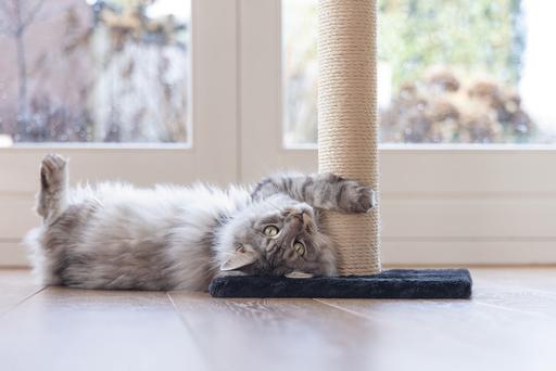 Image du produit Beeztees Mobilier pour chats (60 cm, Noir)