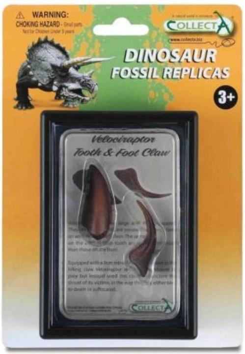 Image du produit Collecta Dents et griffe des membres inférieurs d'un vélociraptor