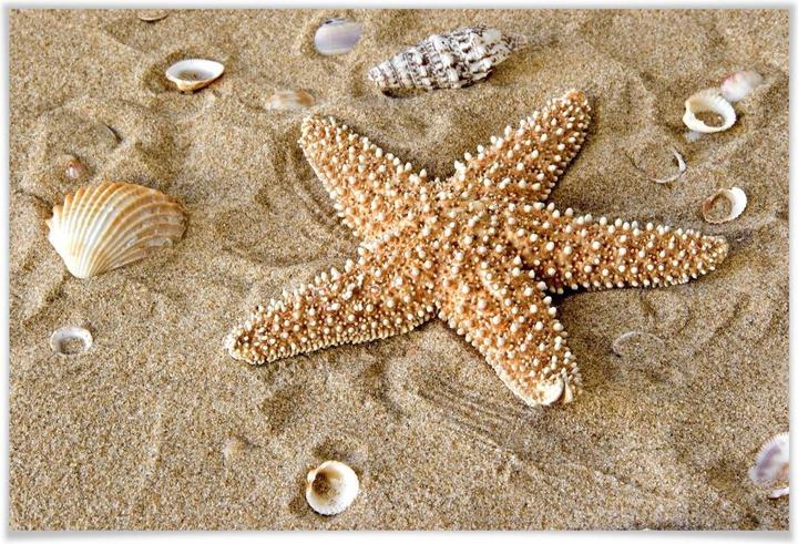 Immagine prodotto Trenddeko Patrick la stella marina (45 x 30 cm)