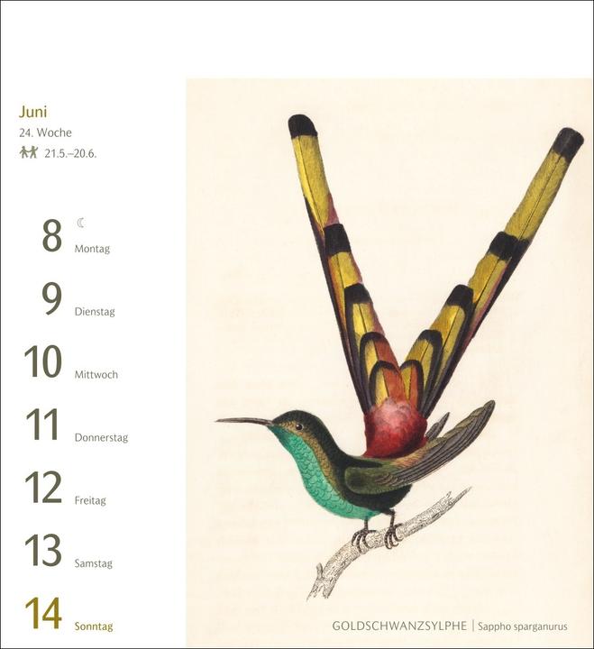Actual product image Harenberg Vögel Postkartenkalender 2026 - Postkartenkalender mit 53 historischen Zeichnungen (Hardcover, German)