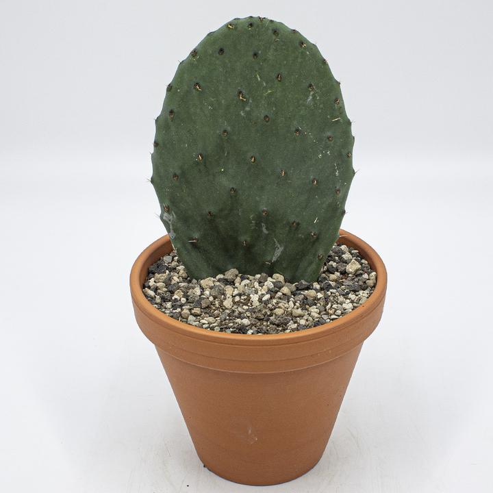 Produktbild Kakteen Gautschi Opuntia essbare Früchte Einzelblatt (40 cm)