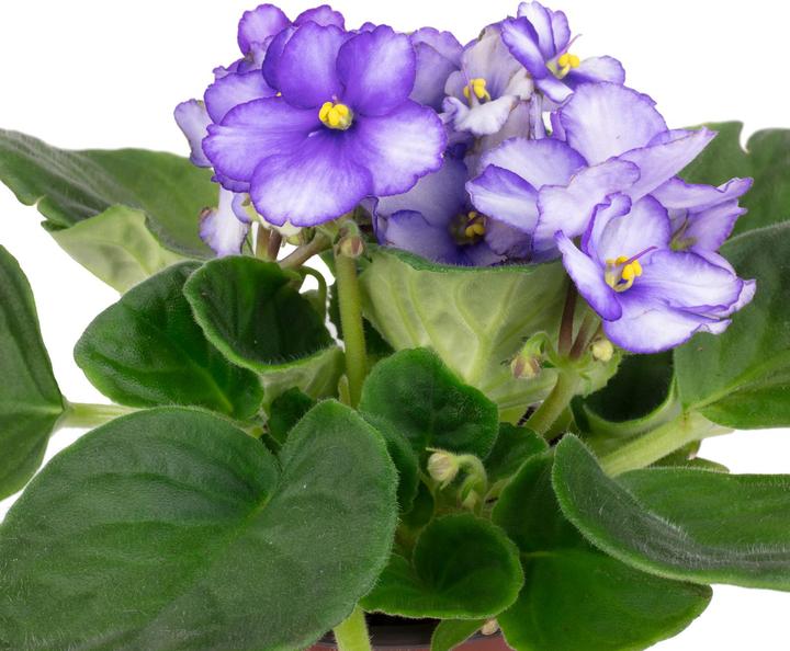 Produktbild Flowerbox Usambaraveilchen- Saintpaulia ionantha