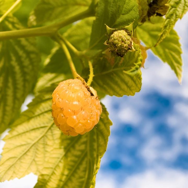 Actual product image Plant in a Box Rubus idaeus 'Fallgold' - set of 6 raspberry plants (25 cm)