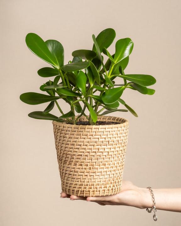 Actual product image feey Clusia rosea 'Princess' (45 cm, Freshly repotted)
