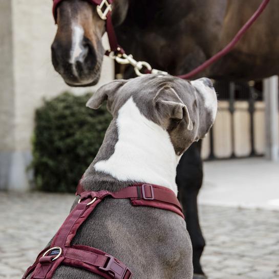 Produktbild Kentucky Dogwear Hundegeschirr Aktiv Velvet (XS, Hund, Allgemein)
