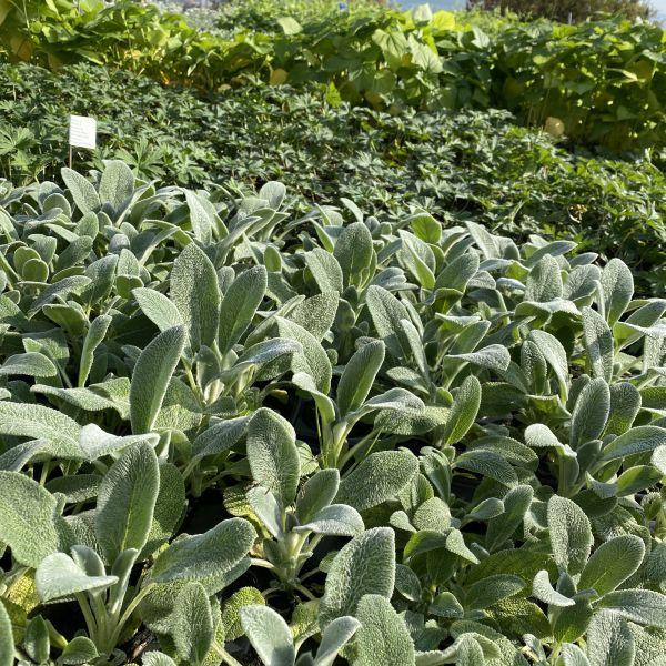 Produktbild Säntispracht Der silbrige Wollziest im Übertopf - Stachys byzantina Sheila McQueen (60 cm)