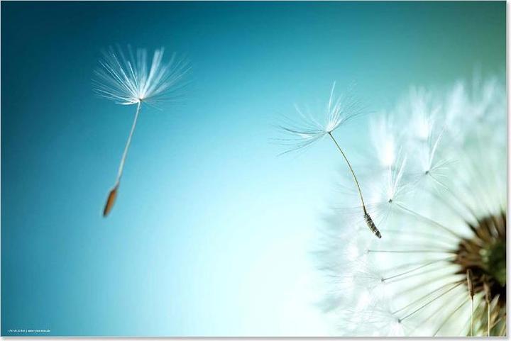 Actual product image CoverYourDesk Desk Pad Flower (60 x 40 cm)